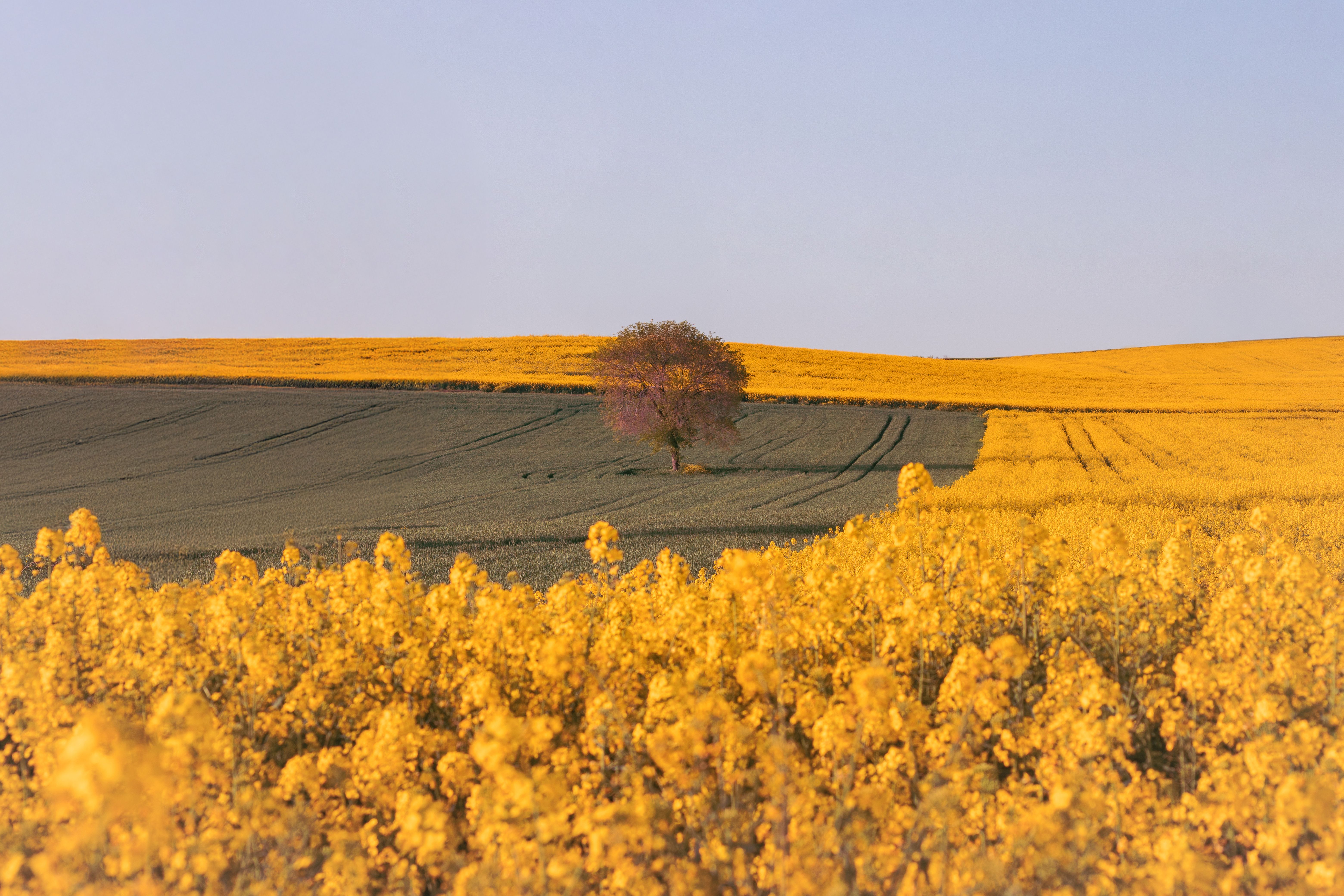 Idyllic Rapeseed Field with Solitary Tree at Dusk · Free Stock Photo