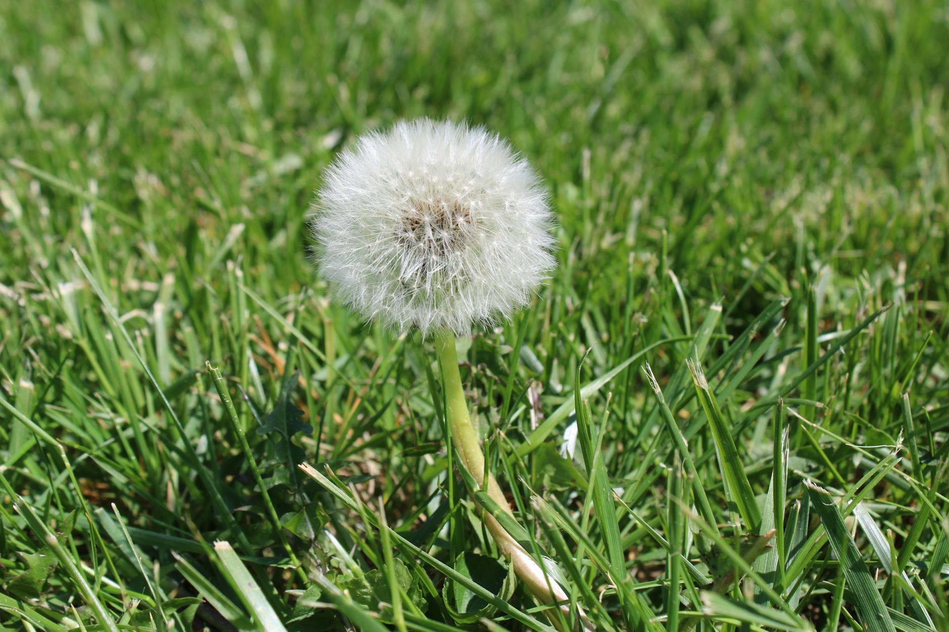 Close-up of a dandelion puff in a green grass lawn under sunny conditions.