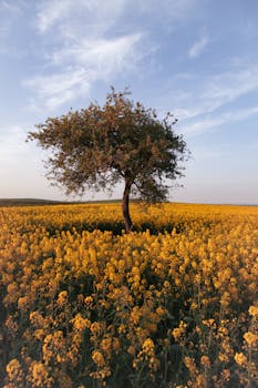 A lone tree stands in a vibrant yellow canola field under a blue sky, evoking serenity.