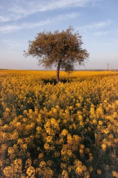 A solitary tree stands amidst a bright yellow canola field under a clear blue sky, capturing natural beauty.