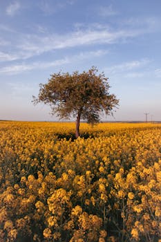 A lone tree stands amidst a vast and colorful yellow canola field under a serene blue sky.