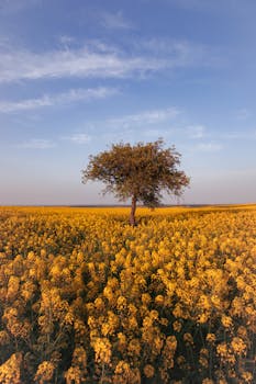 Beautiful lone tree amidst a vibrant yellow canola field under a blue sky.