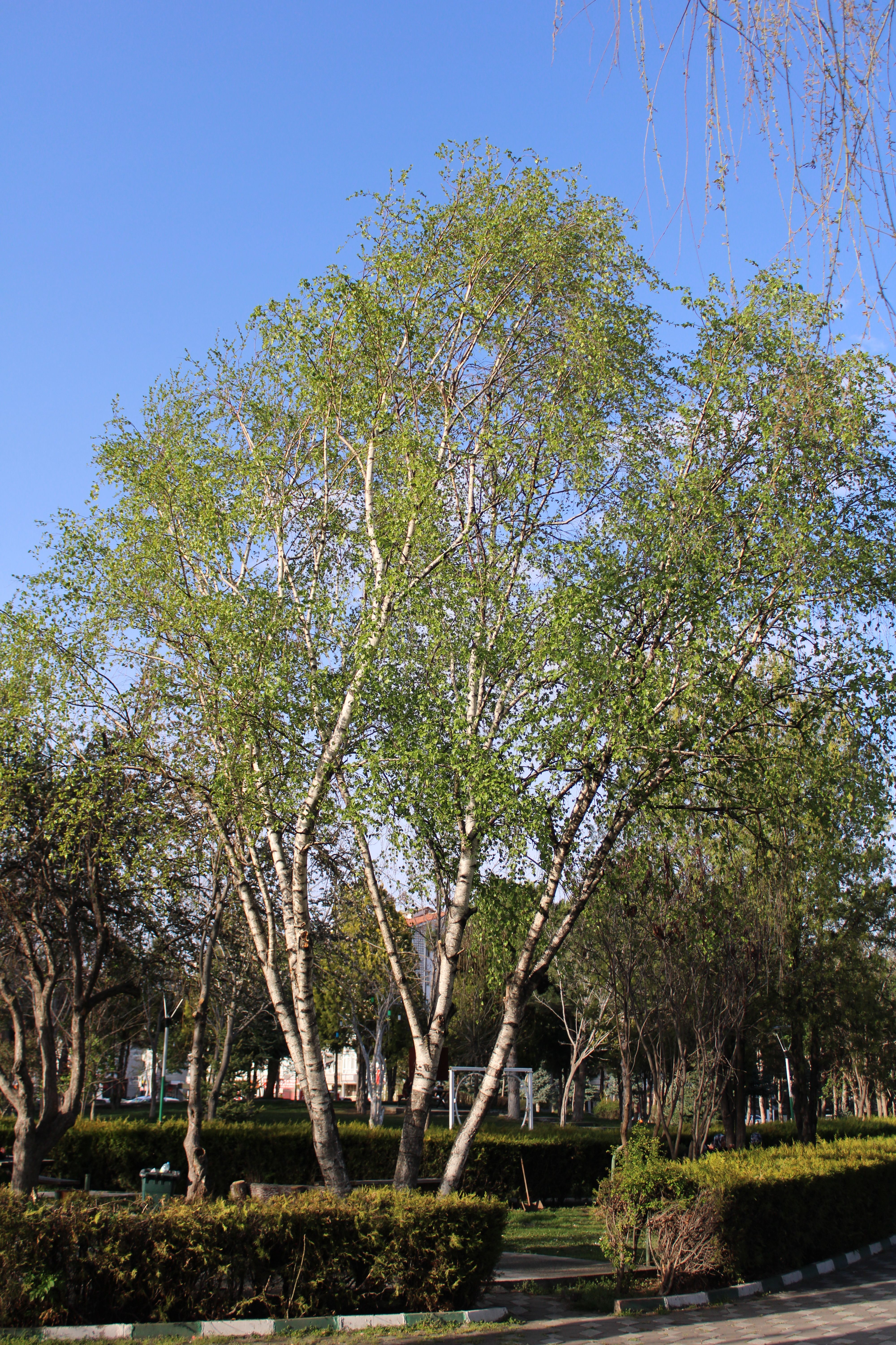 Tall green trees in a park under clear blue sky, showcasing nature's beauty and tranquility.