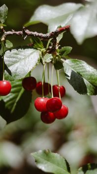 cherry