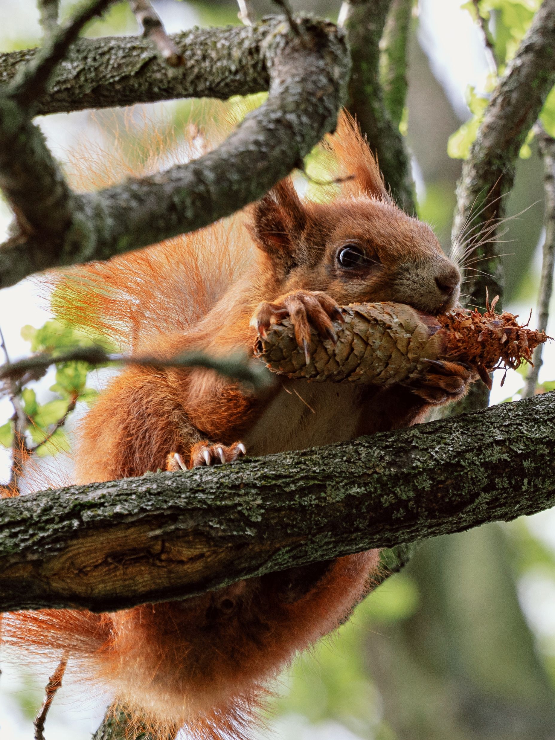 Red Squirrel with Pinecone in Berlin Tree · Free Stock Photo