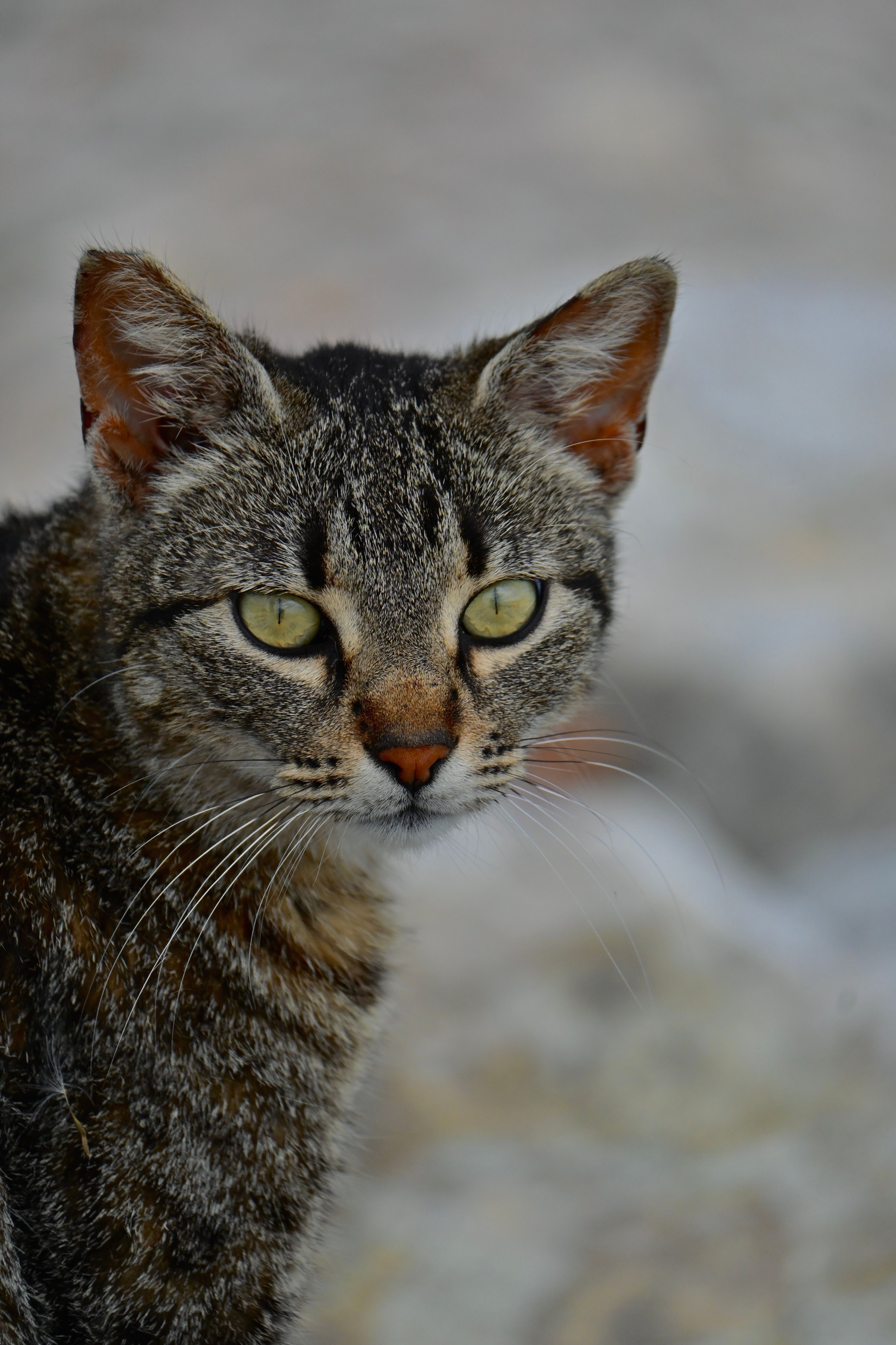 Close-up Portrait of a Domestic Tabby Cat · Free Stock Photo