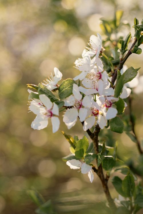 Free Beautiful white cherry blossoms in spring sunlight, highlighting nature's delicate beauty. Stock Photo