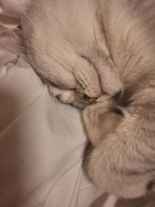 Free A serene close-up of a sleeping cat curled up on soft, white fabric. Stock Photo