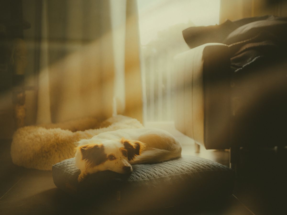 A relaxed dog lies in sunlight after the diaper routine is reset at the end of the day.