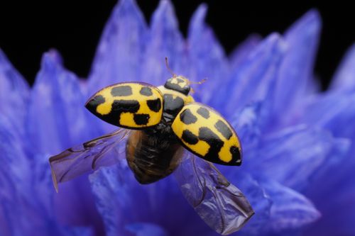 Free Detailed macro shot of a ladybug with open wings on a vibrant blue flower. Stock Photo