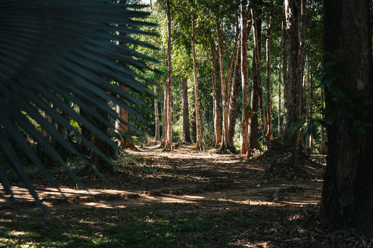 explore a tranquil forest path with sunlight filtering through tall tr