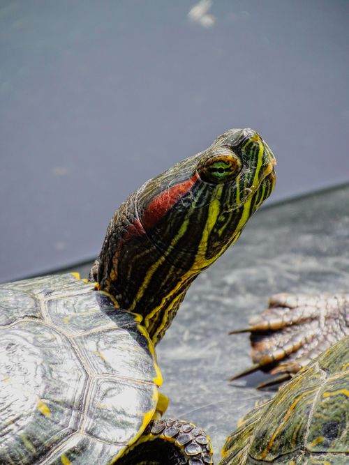 Free Detailed close-up photo of a red-eared slider turtle basking in natural sunlight. Stock Photo