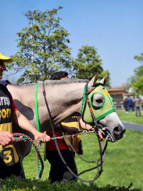 Free Jockeys guiding a thoroughbred horse before the race day event in Los Angeles. Stock Photo