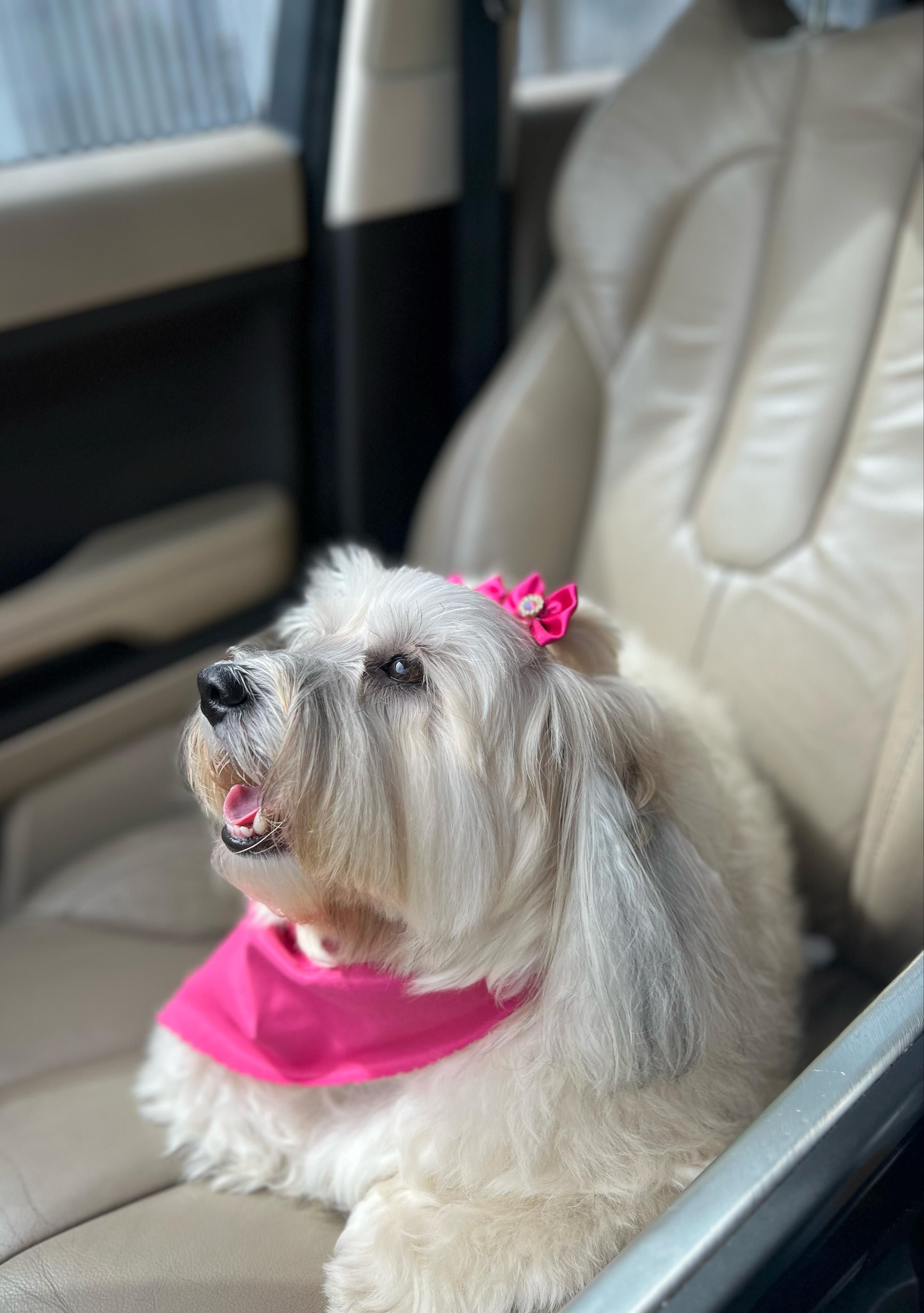 Custom Paw-Print Keepsake