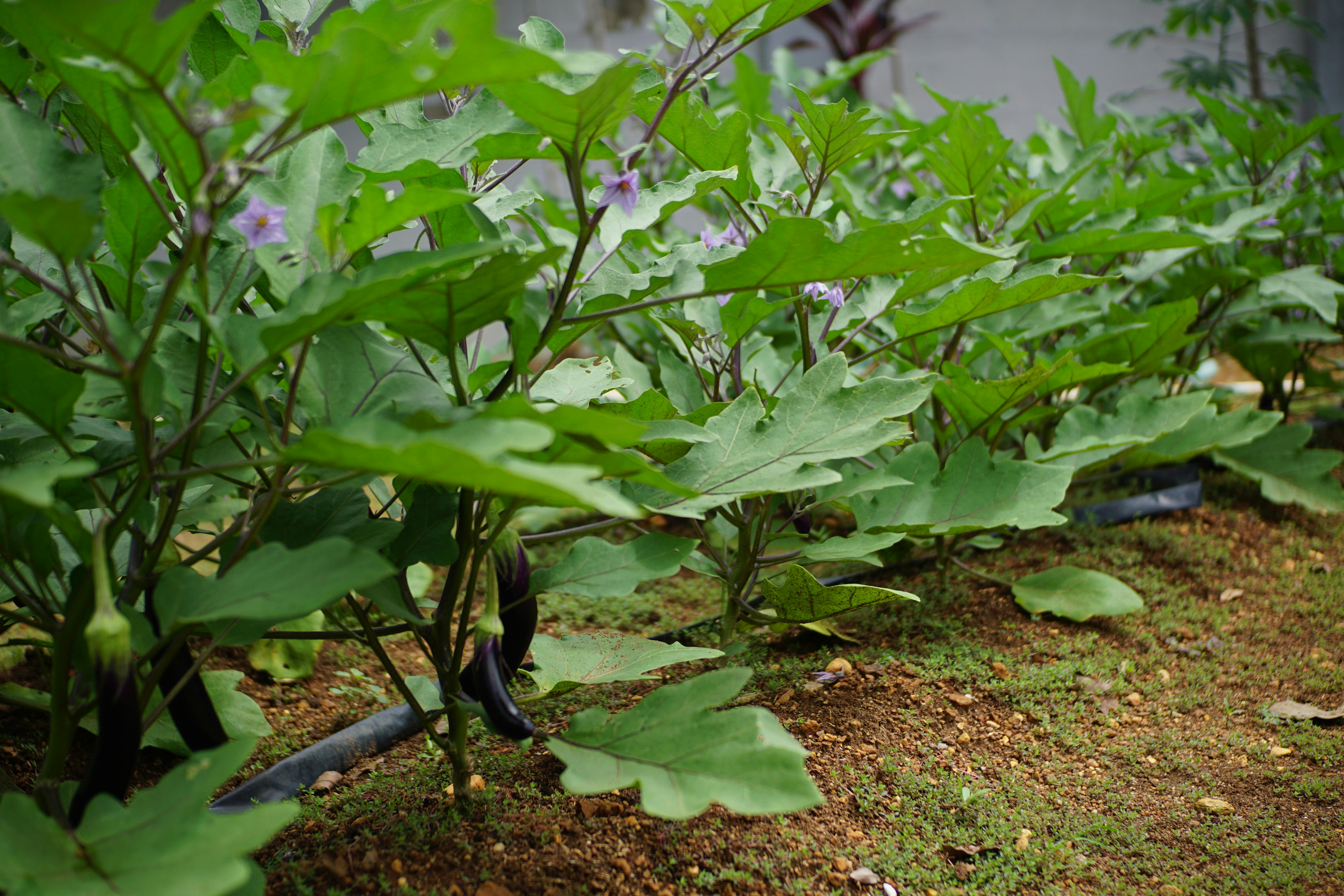 A gardener's hand gently pushing a finger into the soil of a raised bed to check for moisture, with young seedlings visible in the background.