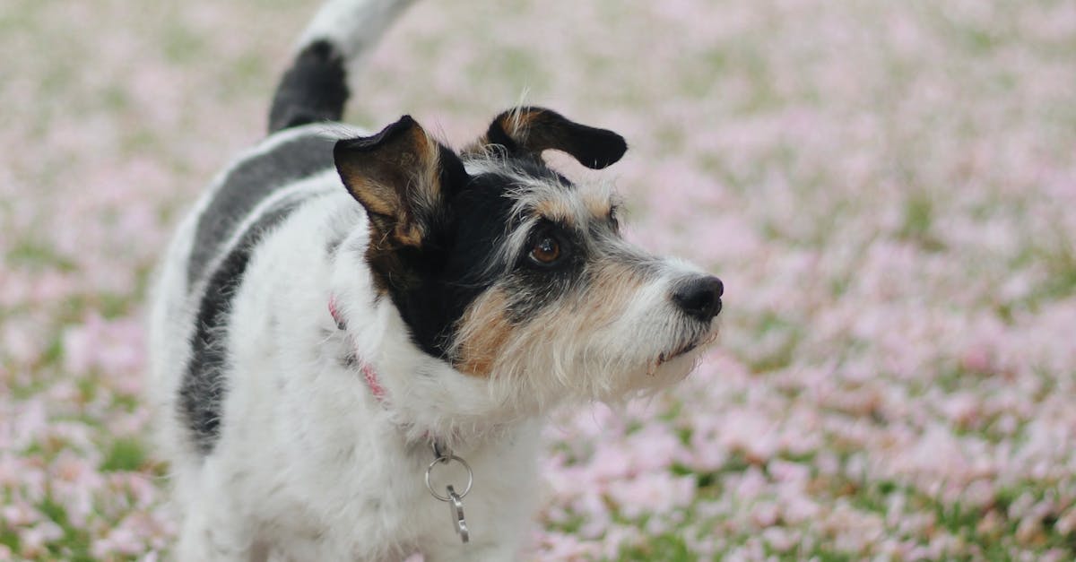 張彥全新著作《深山樸道》繁體國際版於台灣隆重發表