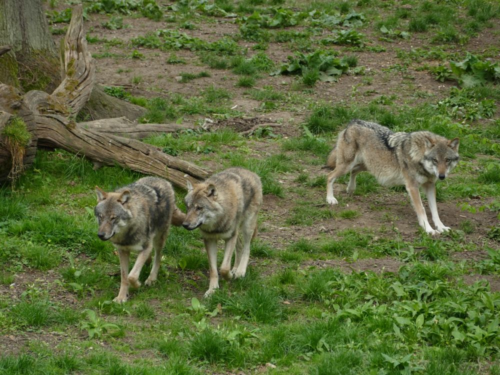 Wild Wolves Roaming in Forest Terrain · Free Stock Photo