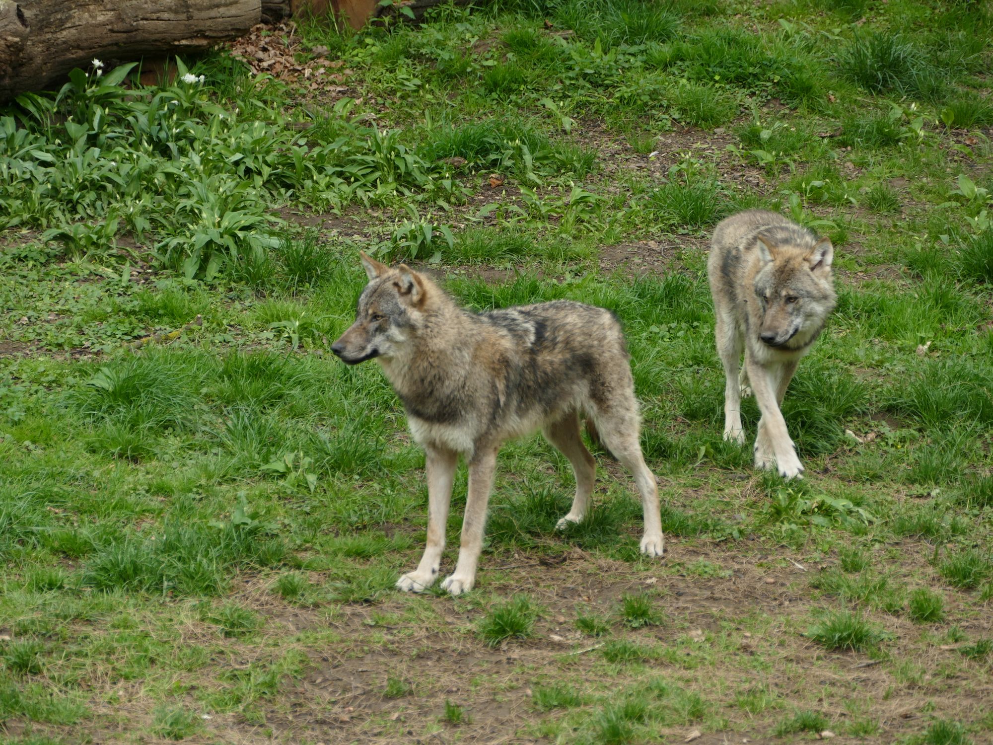 Wolves in Natural Forest Habitat · Free Stock Photo