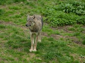 Gray Wolf in Forest Clearing During Daytime