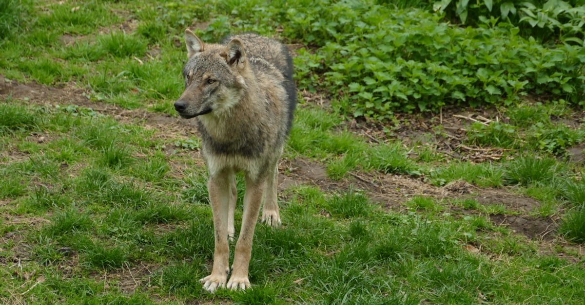 Wolf German Shepherd Husky Mix vs a Real Wolf Wolf German Shepherd Husky mix comparison: a gray wolf standing in a grassy forest clearing