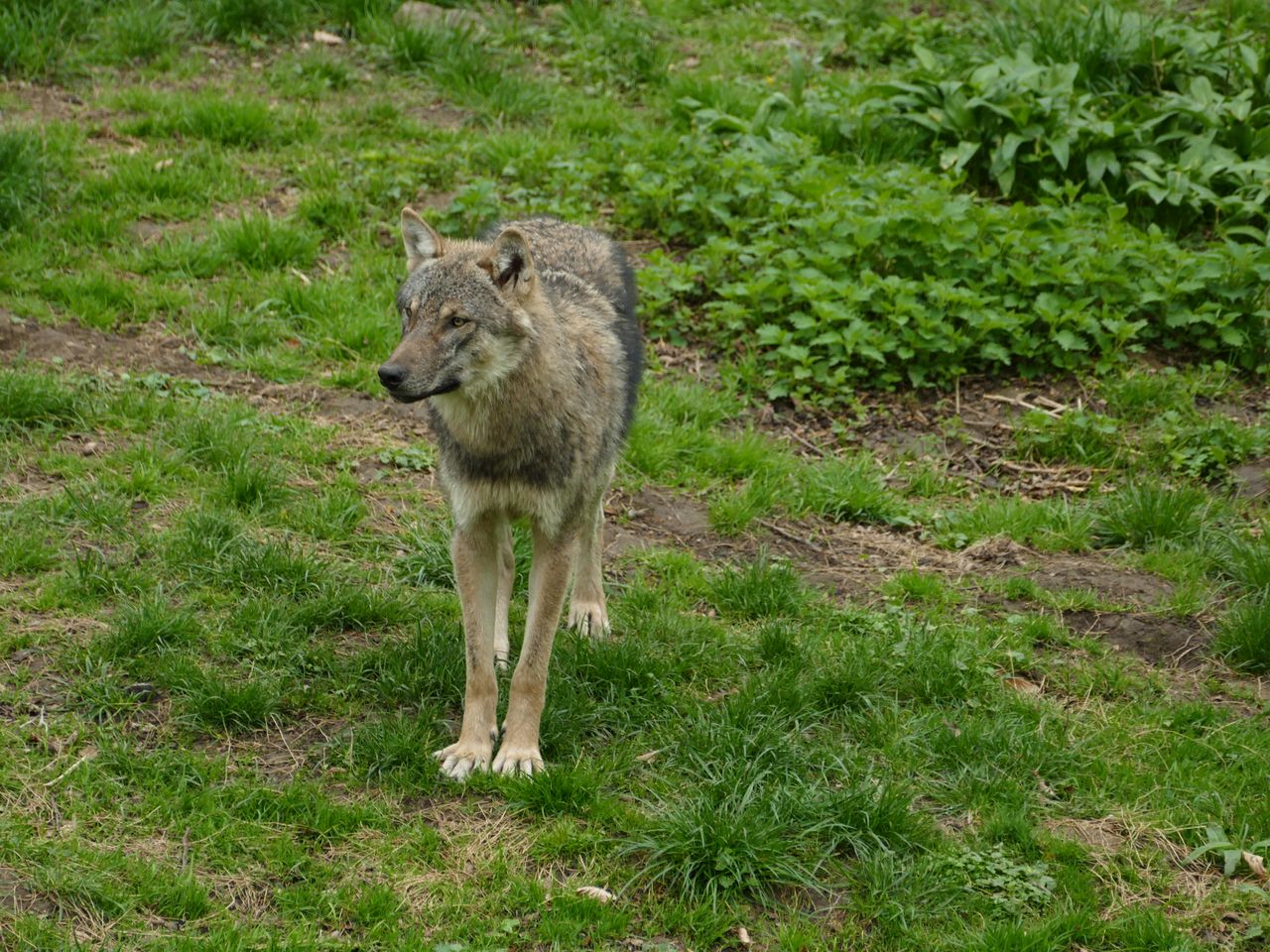 a lone gray wolf stands alert in a lush green forest clearing