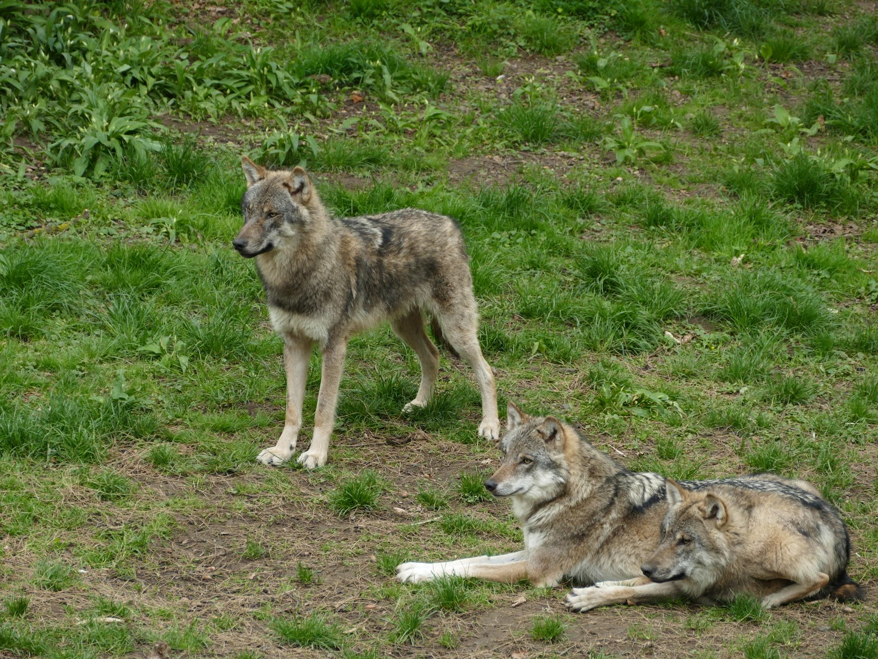 Erkens voert regels wolf voor de zomer in, desnoods zonder debat