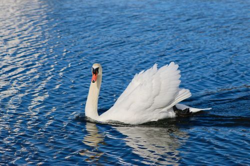 Free A majestic swan elegantly glides across the serene waters of Yamanakako Lake in Yamanashi Prefecture, Japan. Stock Photo