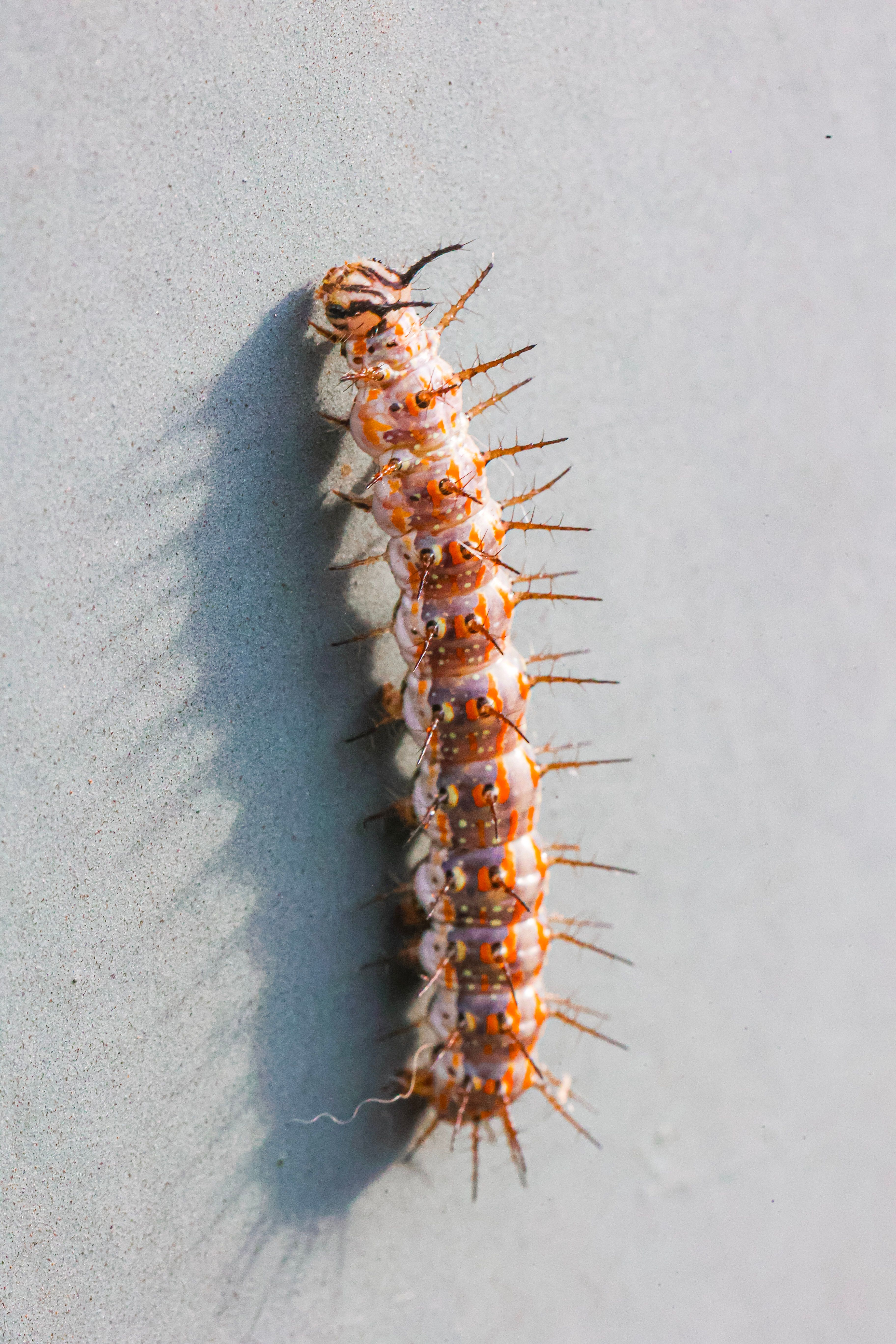 Close-Up Shot of a Cockroach · Free Stock Photo
