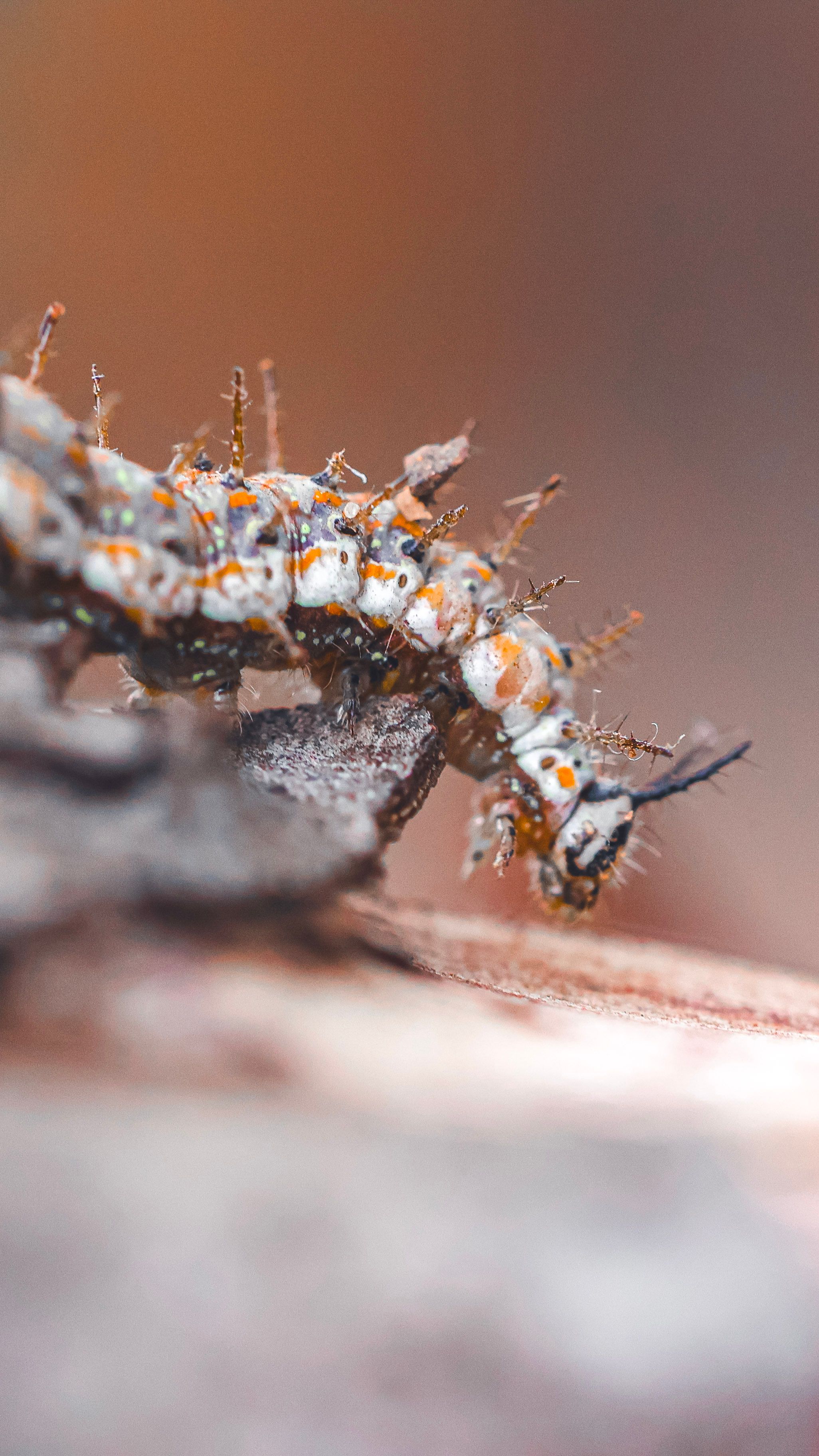 Detailed macro image of a spiny caterpillar on a branch with blurred background.