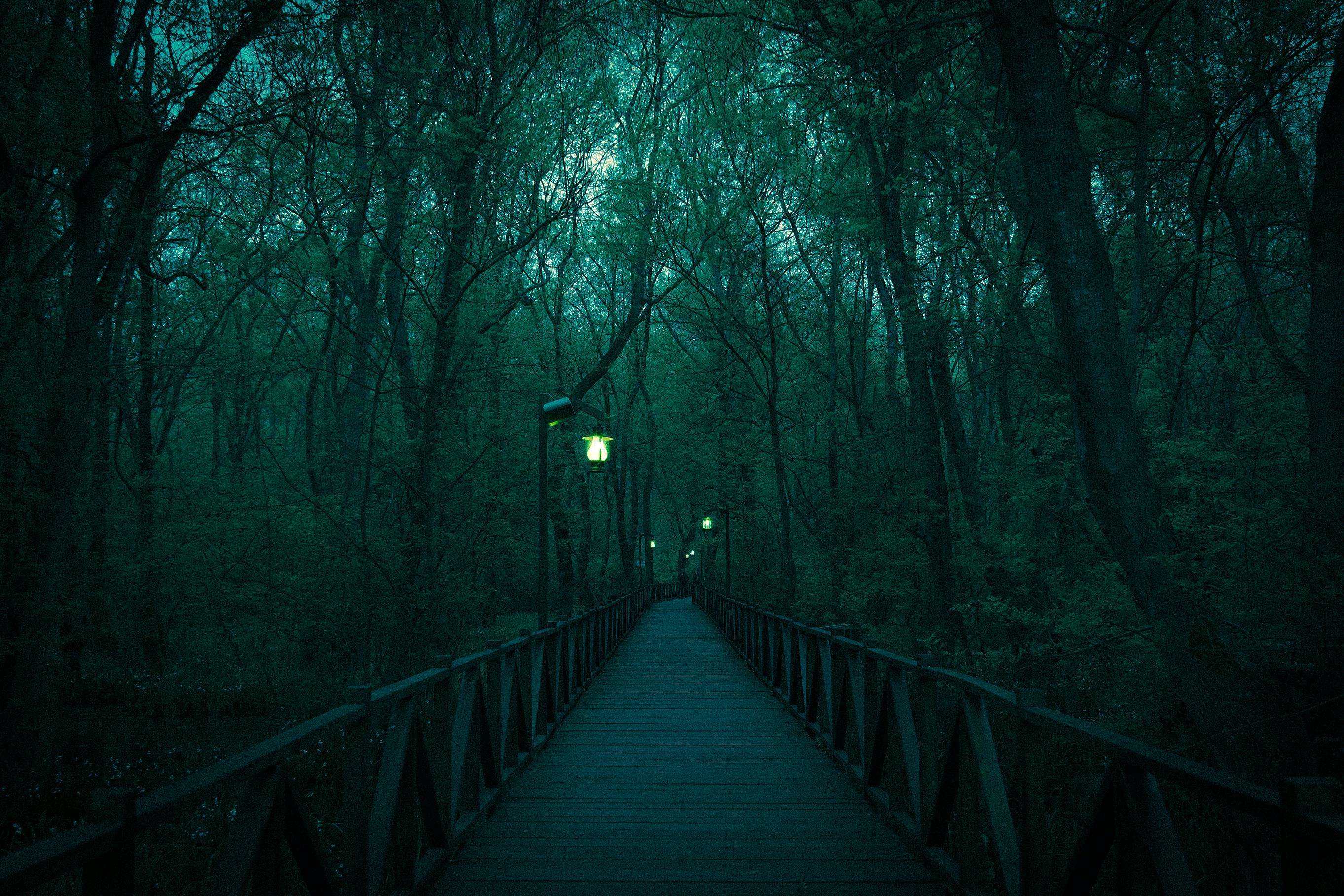 A foggy forest pathway illuminated by vintage lanterns creating a mystic atmosphere.