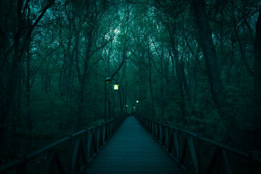 Lantern-lit boardwalk through misty woods — Samet Burak Dağlıoğlu on Pexels