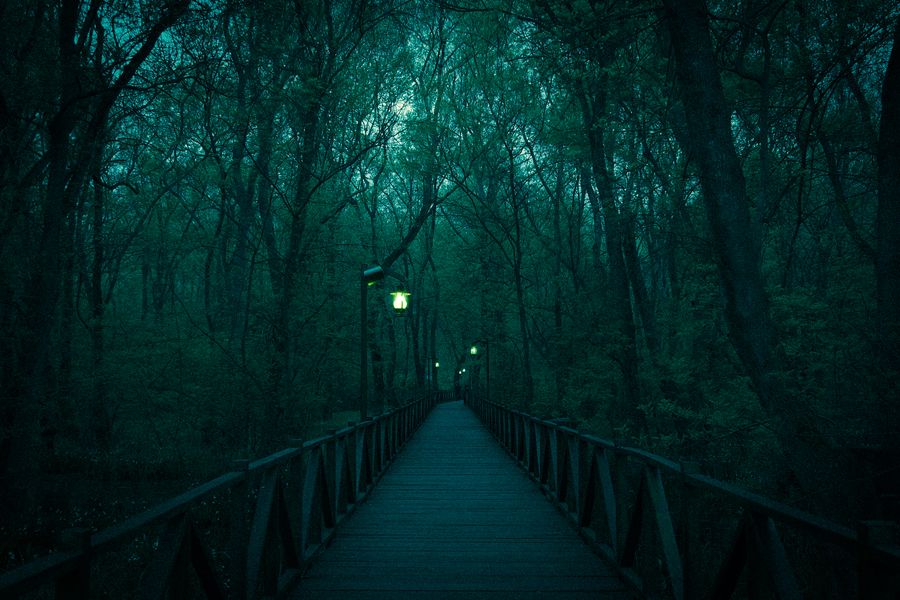 Lantern-lit boardwalk running through a dark wood — Samet Burak Dağlıoğlu on Pexels