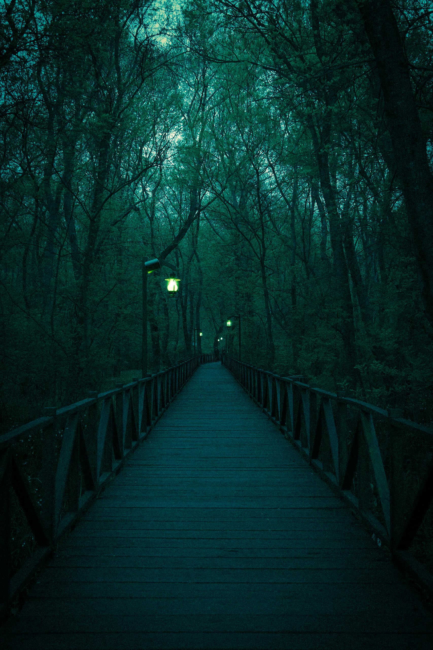 Misty Forest Pathway at Twilight with Lanterns · Free Stock Photo