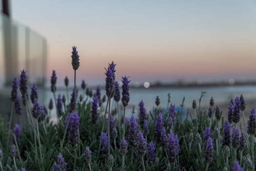 Vibrant lavender flowers by the seaside in Mar del Plata, Argentina at sunset, capturing nature's tranquility.