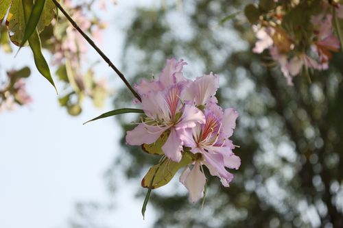 Free Close-up of purple Bauhinia blossoms blooming on a branch with soft background. Stock Photo