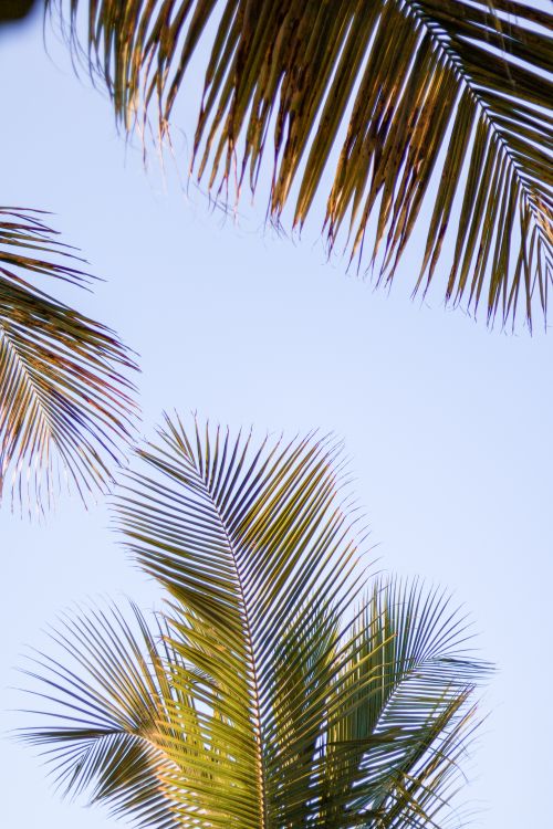 Free Tropical palm leaves gently swaying under a clear blue sky, evoking a serene summer vibe. Stock Photo