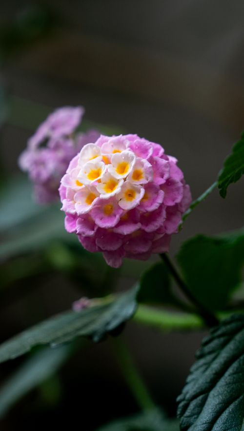 Free Detailed close-up of a pink Lantana flower in soft focus, showcasing delicate petals. Stock Photo