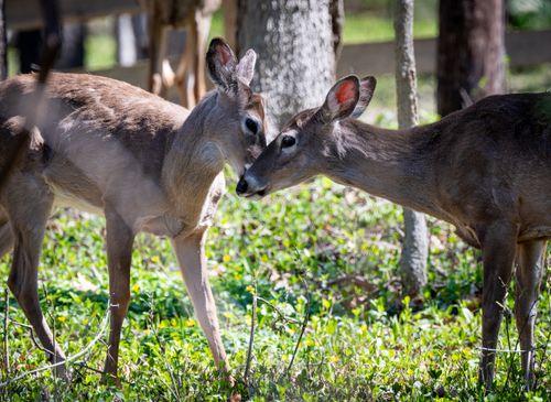 Free Two deer nuzzling each other in a sunlit forest setting during the day. Stock Photo