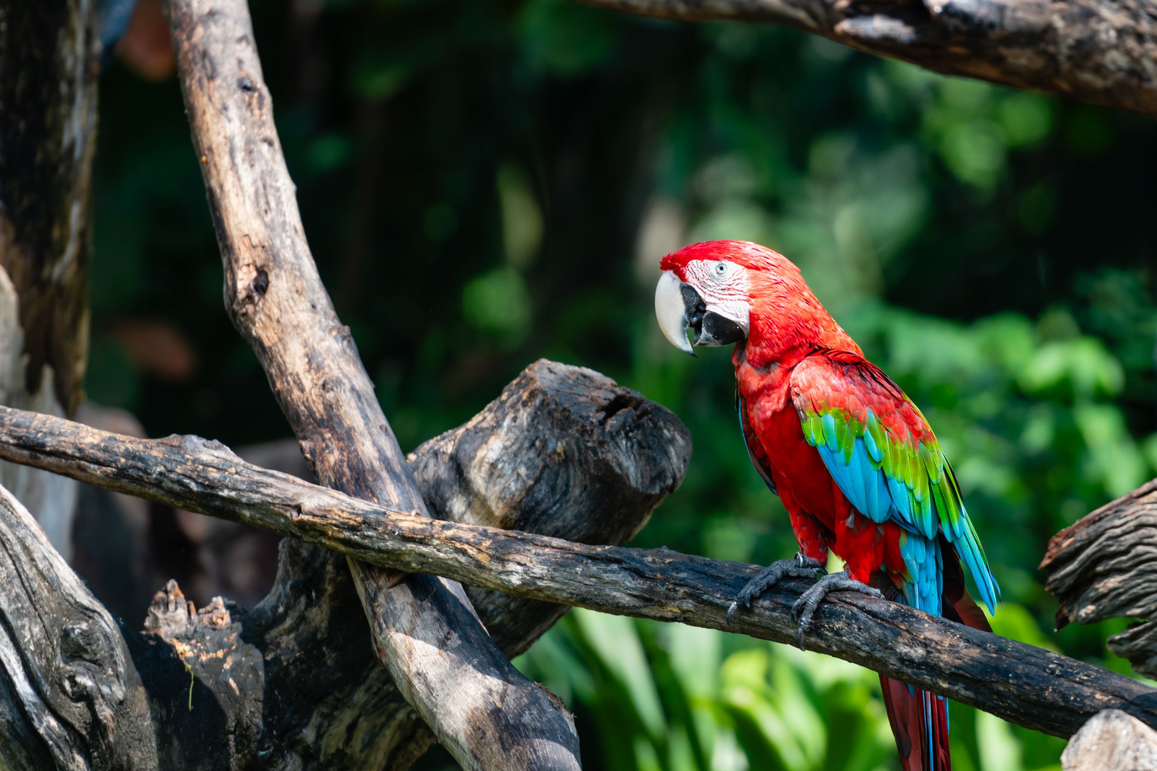 Colorful Scarlet Macaw Perched on Tree Branch · Free Stock Photo