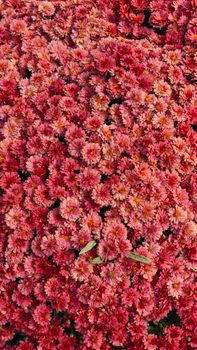 Close-up of vibrant pink chrysanthemum flowers in full bloom, showcasing their natural beauty and intricate petals.