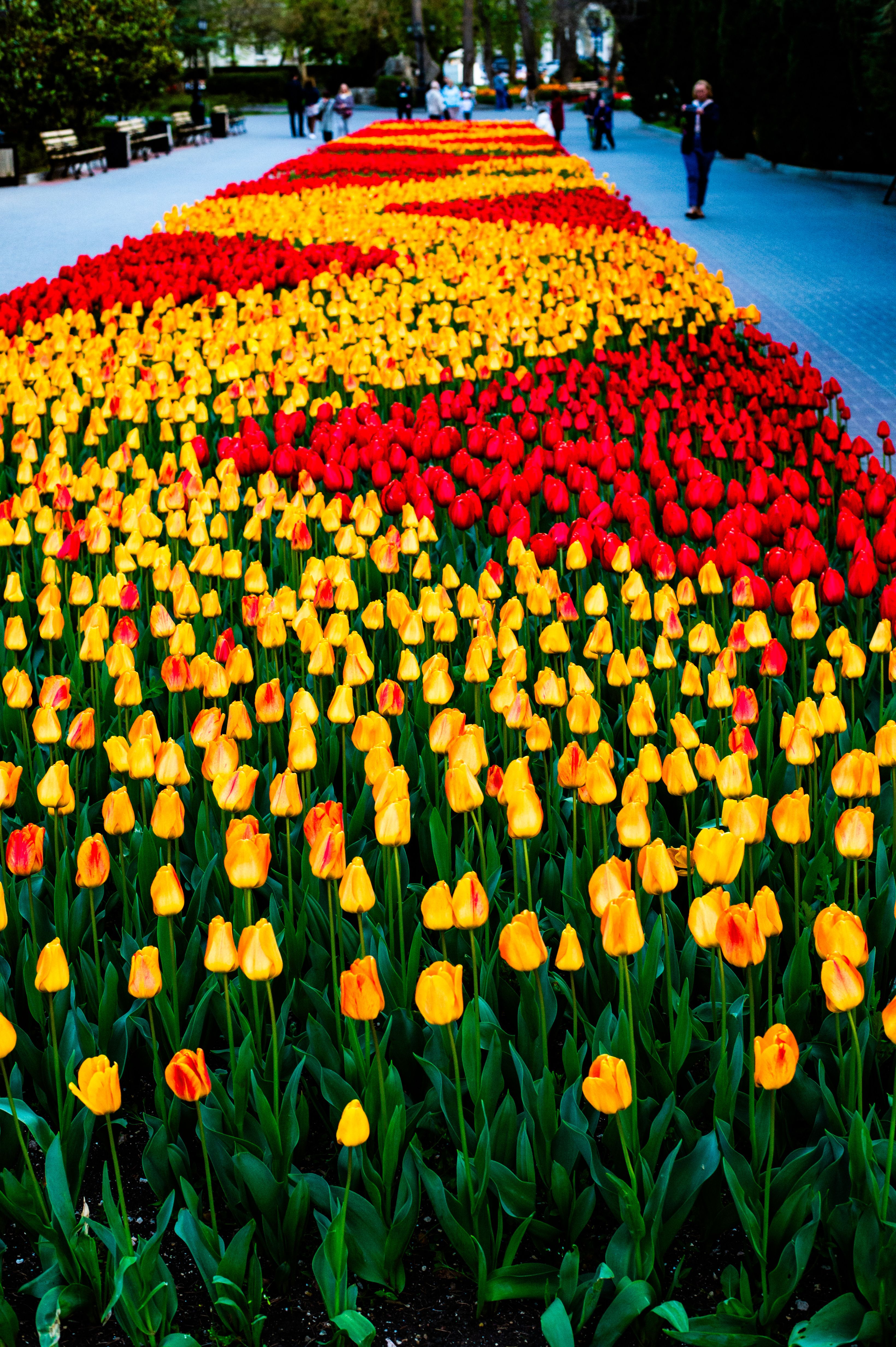 A colorful array of red and yellow tulips in full bloom during spring in a public park.