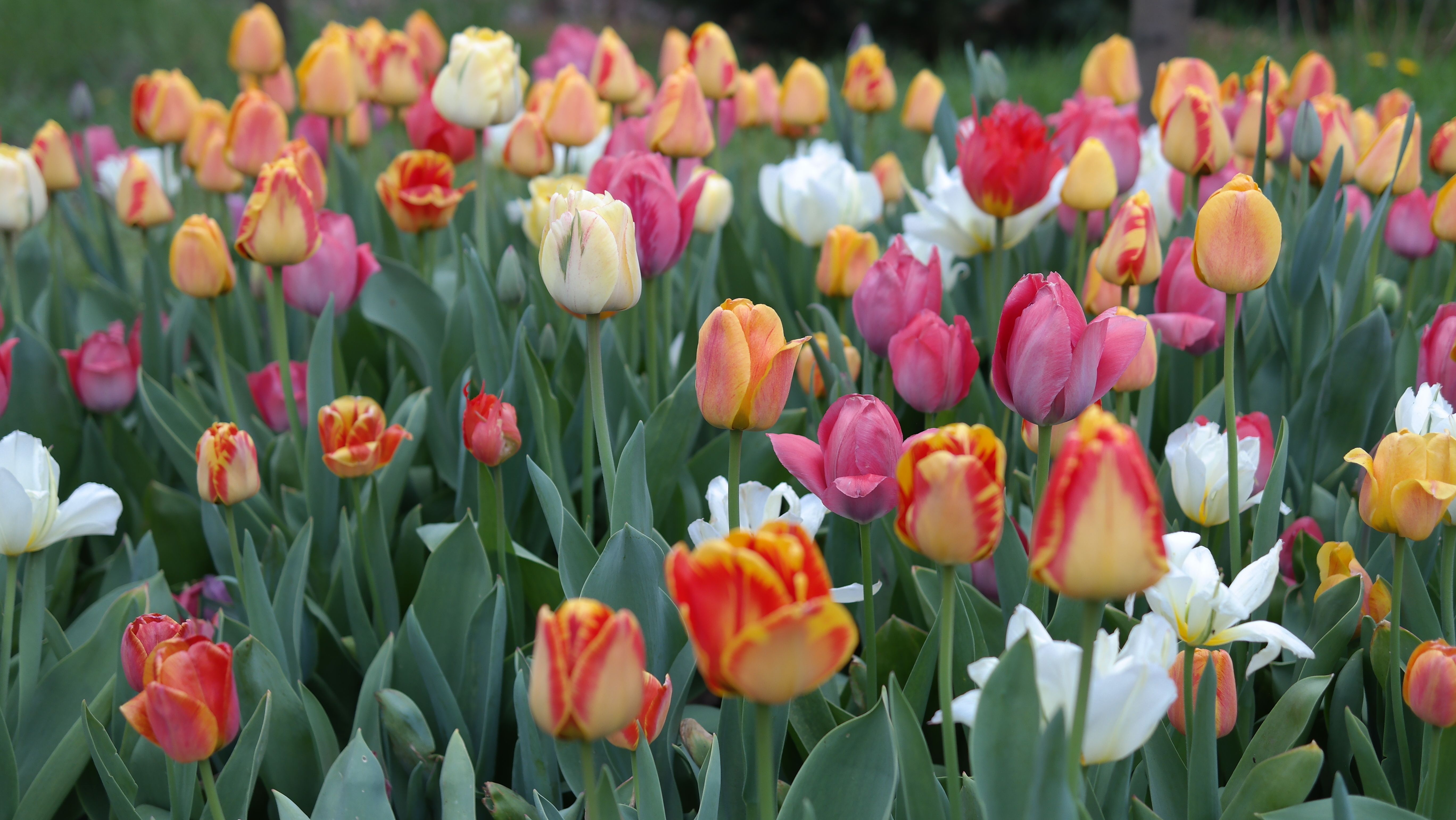 Gratis Campo colorato di tulipani in piena fioritura, che mostra una vivace gamma di tonalità di rosso, giallo, rosa e bianco. Foto a disposizione