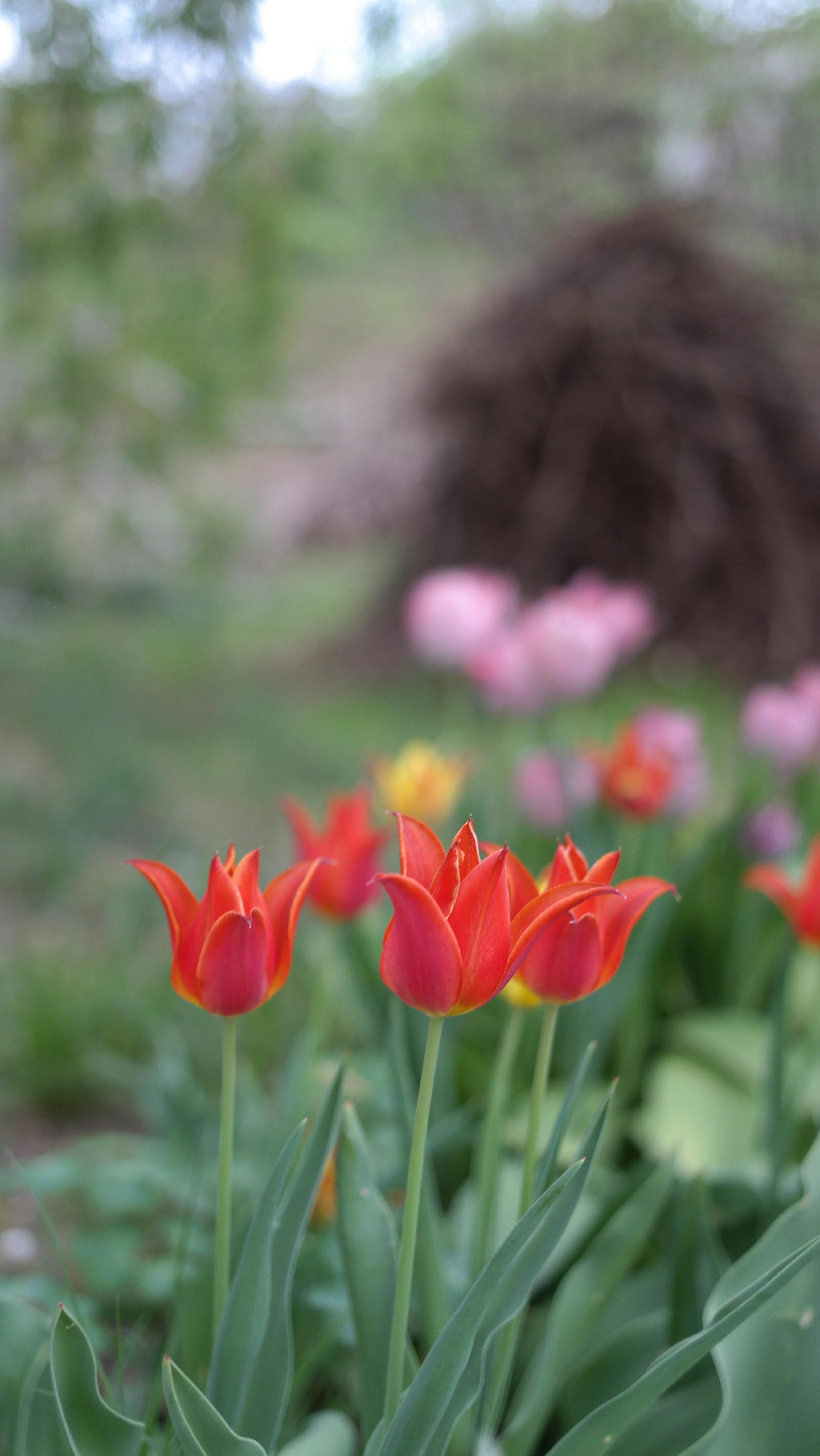 Rejuvenating Tired Spring Bulbs: Why Your Daffodils & Tulips Are Producing Fewer Blooms (or Just Leaves) and the Step-by-Step Fixes