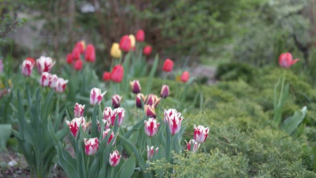 A beautiful tulip garden featuring vibrant blooms in spring.