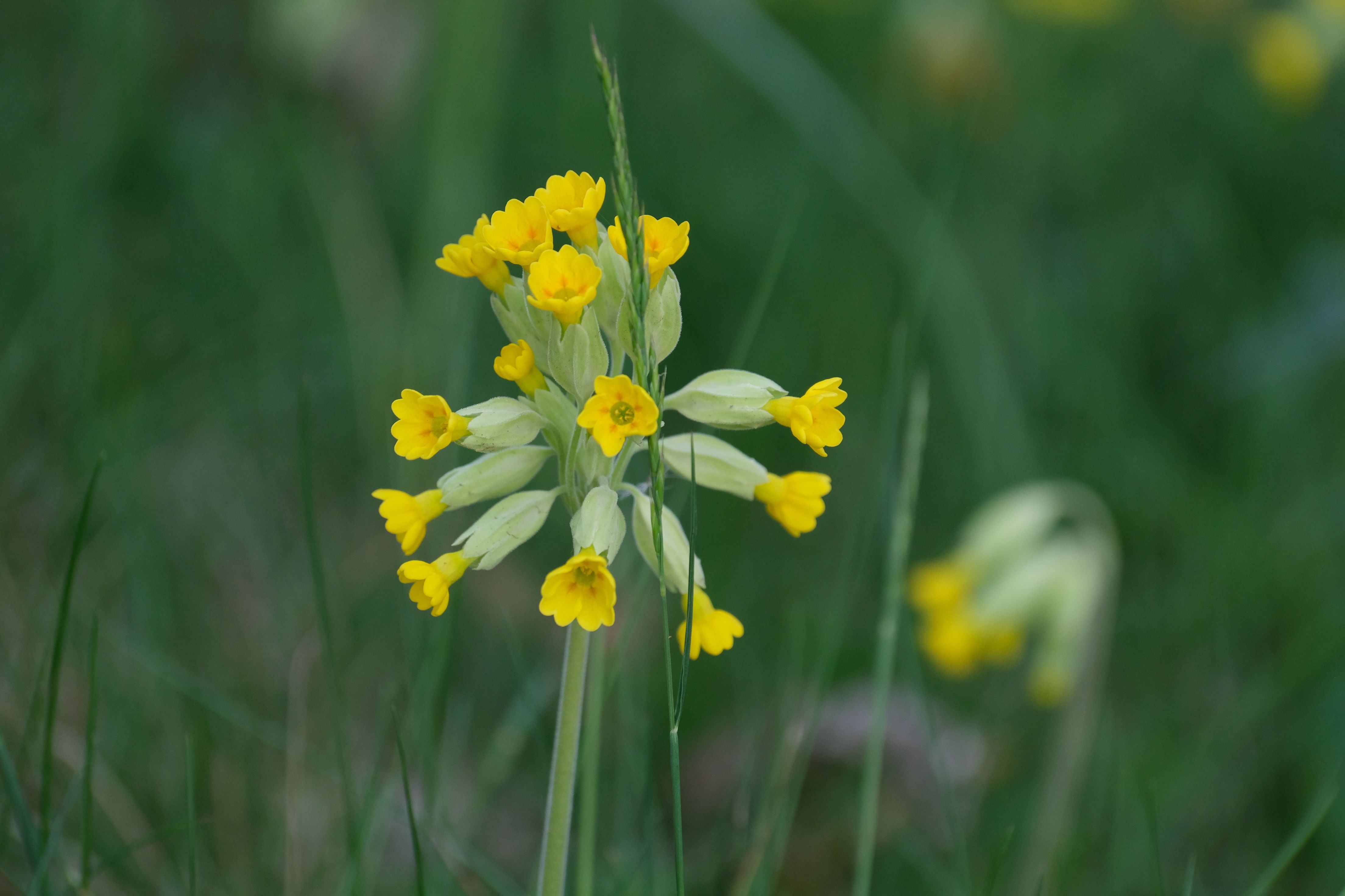 close-up-of-vibrant-yellow-cowslip-wildflowers-free-stock-photo