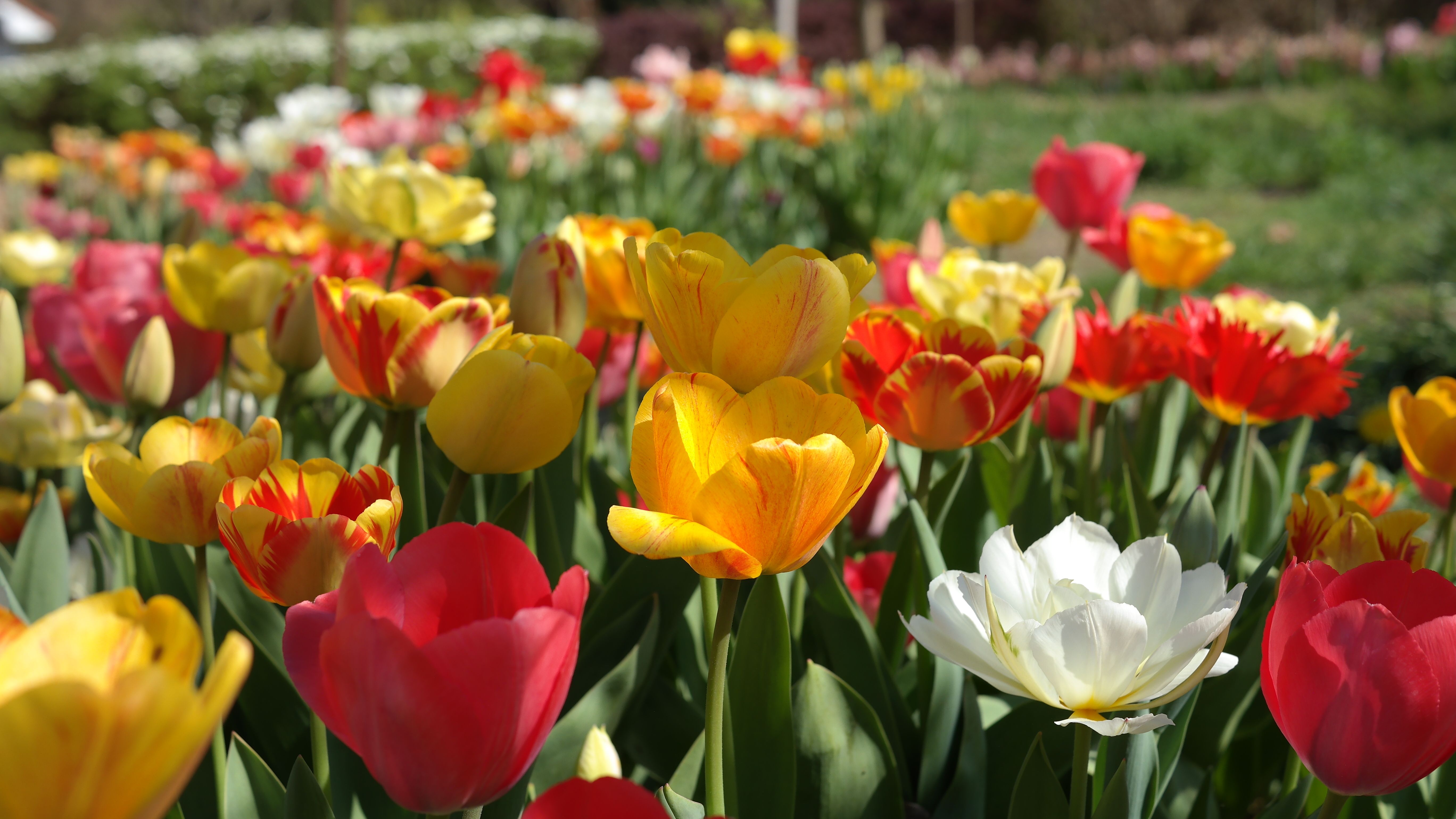 Gratis Un campo di tulipani colorato e vivace che mostra diverse fioriture in primavera. Foto a disposizione