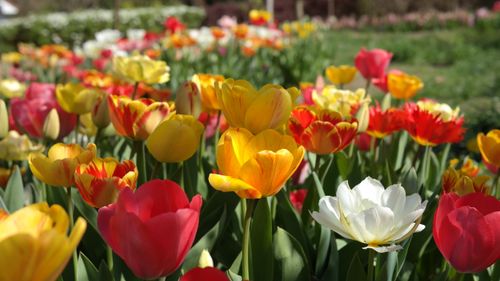 Gratis Un campo di tulipani colorato e vivace che mostra diverse fioriture in primavera. Foto a disposizione