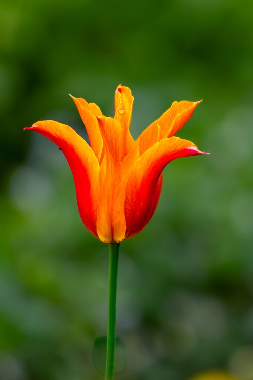 Free Close-up of a vibrant tulip with red and yellow petals in a garden setting. Stock Photo