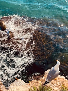 A seagull perches on a rocky cliff by the ocean, overlooking the swirling waves below.