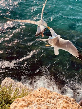 Two seagulls gracefully flying above the sparkling Mediterranean Sea near Alicante, Spain.